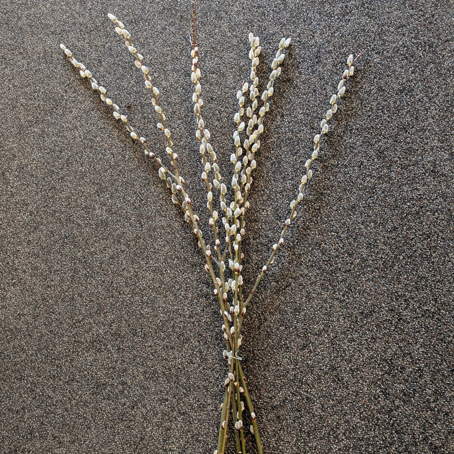 Donated Item- Pussy Willow Stems (set of 5)