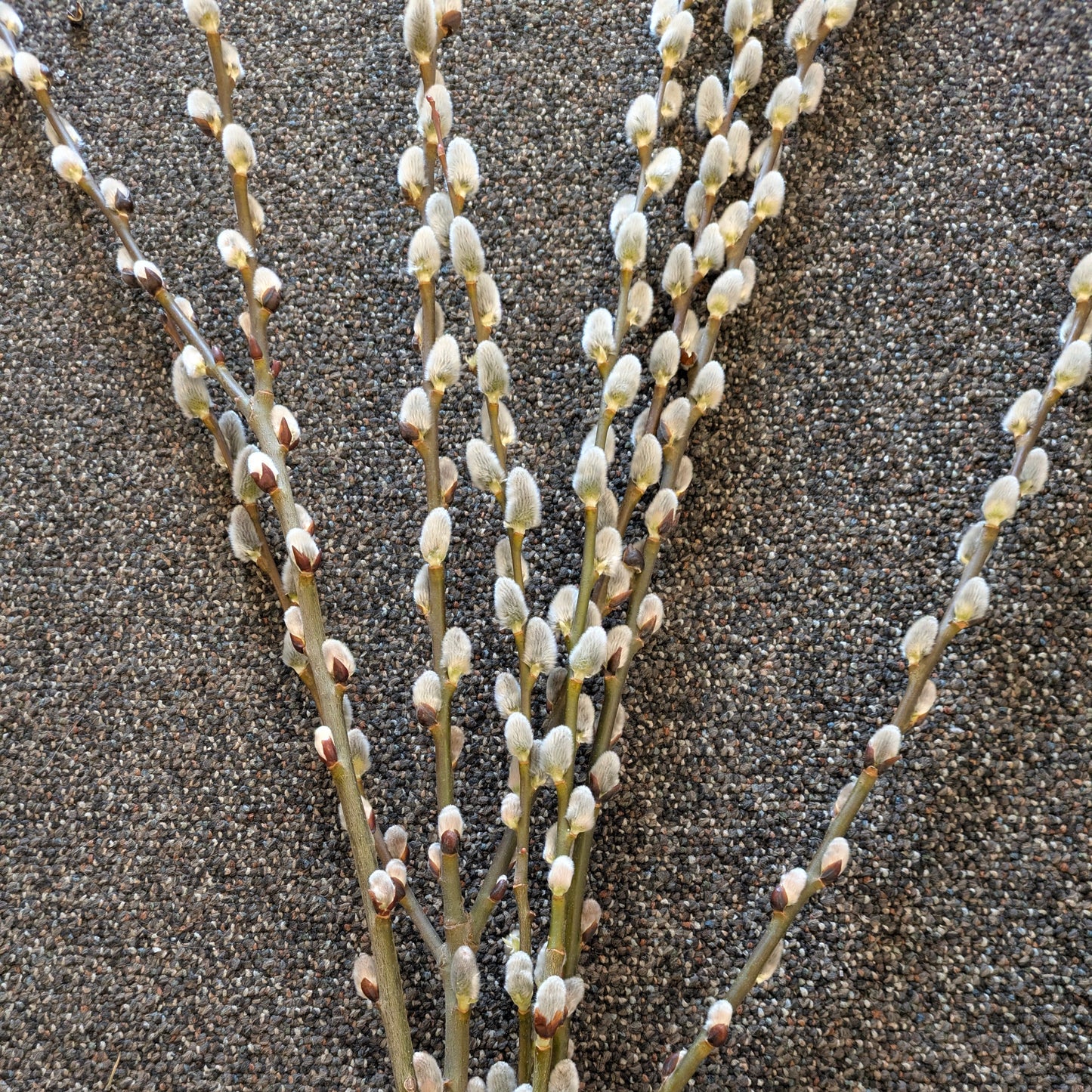 Donated Item- Pussy Willow Stems (set of 5)
