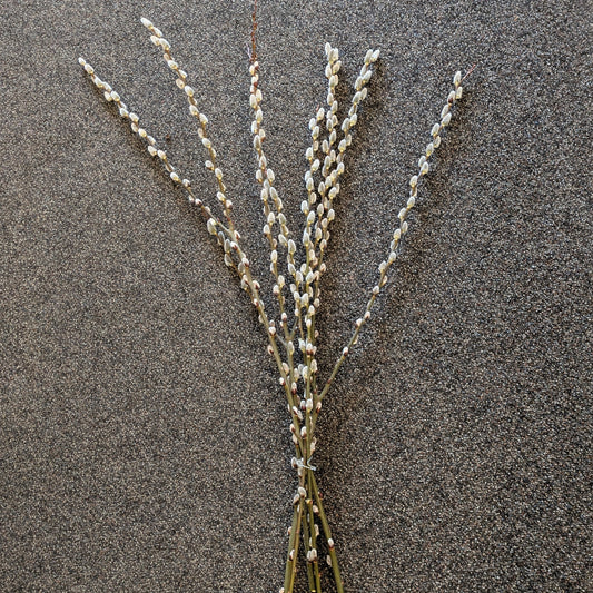 Donated Item- Pussy Willow Stems (set of 5)